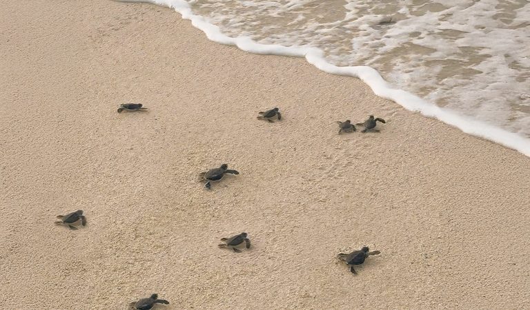 Alila Kothaifaru Maldives Welcomes New Generation of Sea Turtles