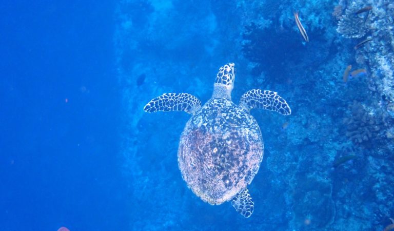 Animated Tribute to Sea Turtle Conservation Captivates Guests at Ellaidhoo Maldives by Cinnamon