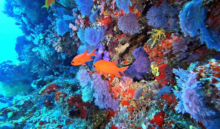 Bandos Maldives Honored as Indian Ocean’s Best Dive Resort at World Travel Awards 2025