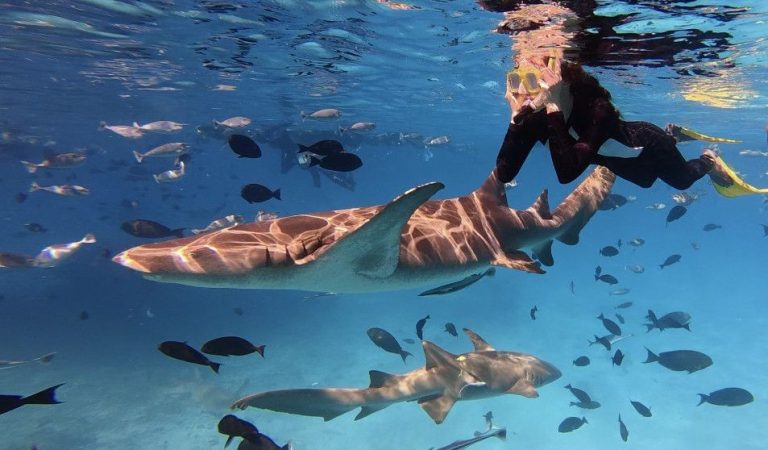 Banyan Tree Vabbinfaru and Dhawa Ihuru Advance Marine Conservation Through Month-Long July Programme