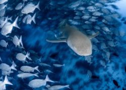 COMO Cocoa Island Showcases Refined Maldivian Luxury Through Ocean-Led Experiences and Restorative Wellness