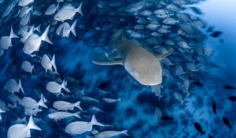 COMO Cocoa Island Showcases Refined Maldivian Luxury Through Ocean-Led Experiences and Restorative Wellness