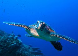 Canareef Resort Maldives Marks World Turtle Day with Marine Conservation Awareness Initiative in Addu Atoll