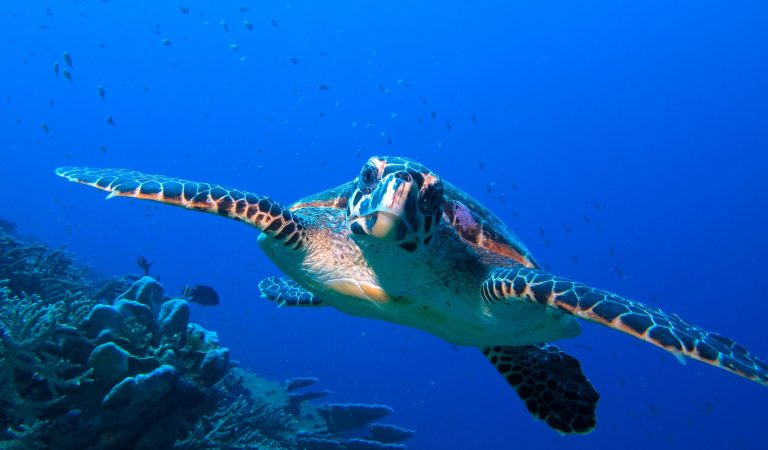 Canareef Resort Maldives Marks World Turtle Day with Marine Conservation Awareness Initiative in Addu Atoll