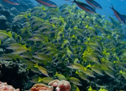 Coco Bodu Hithi Marks PADI Women’s Dive Day with Marine Conservation Reef Clean-Up
