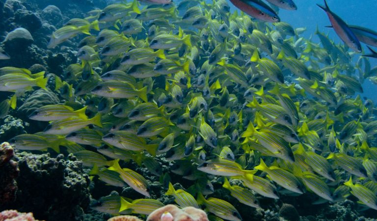 Coco Bodu Hithi Marks PADI Women’s Dive Day with Marine Conservation Reef Clean-Up