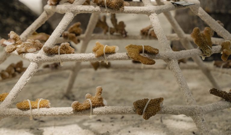 Constance Moofushi Celebrates 11th Consecutive Green Globe Platinum Certification, Reinforcing Leadership in Sustainable Luxury