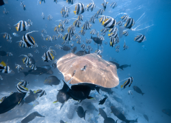 Fushifaru Maldives Redefines Barefoot Luxury Through Authentic Island Living