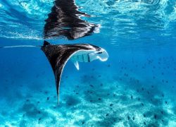 Holiday Inn Resort Kandooma Maldives Celebrates Manta Month as Marine Conservation Drives Tourism Value