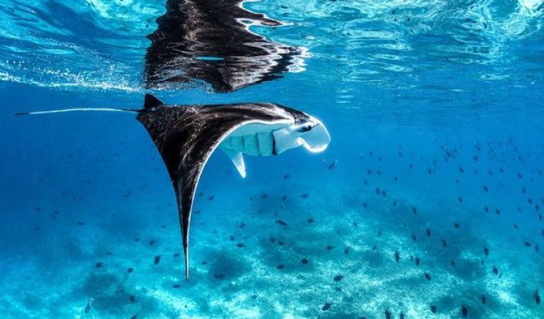 Holiday Inn Resort Kandooma Maldives Celebrates Manta Month as Marine Conservation Drives Tourism Value