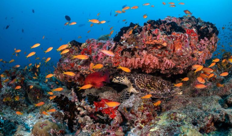Holiday Inn Resort Kandooma Maldives Launches Dive into Paradise Package for Certified Divers