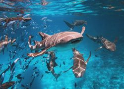 InterContinental Maldives Maamunagau Resort Launches ‘Swim with Nurse Sharks’ Marine Experience in Raa Atoll