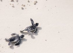 infant turtle freshly hatched crawling towards the ocean