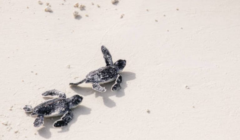 infant turtle freshly hatched crawling towards the ocean