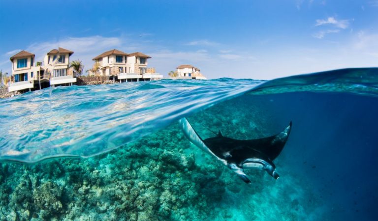 InterContinental-Maldives_The-Manta-Trust18