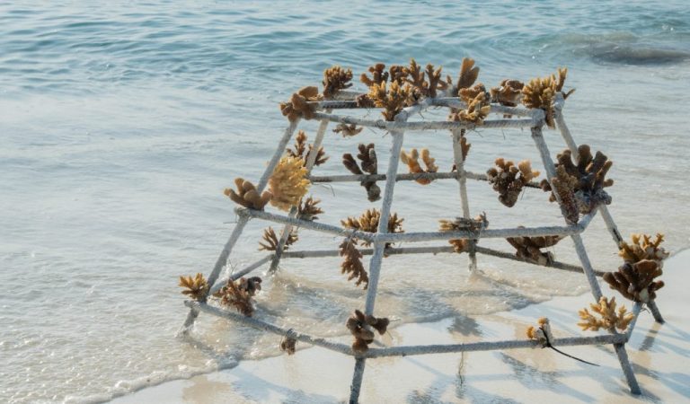 Kuda Villingili Secures Third Consecutive Green Globe Certification as Sustainability Efforts Expand Across Resort and Community