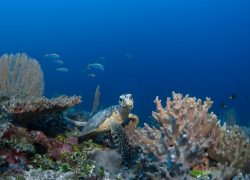 Laamafaru Festival Returns to Laamu Atoll, Uniting Communities for Ocean Conservation