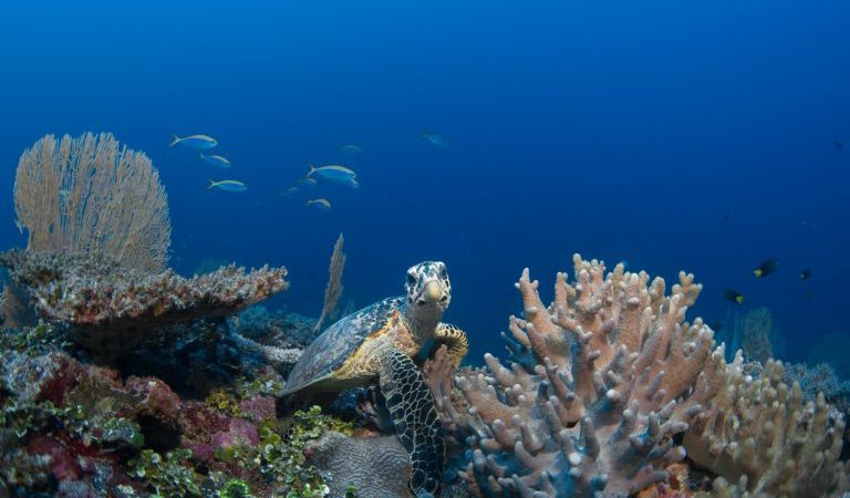 Laamafaru Festival Returns to Laamu Atoll, Uniting Communities for Ocean Conservation