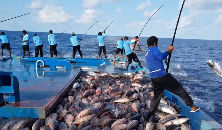 MMA Maldives Fish Exports Surge 87% in 2025 as Processing Expansion Targets Stronger Growth