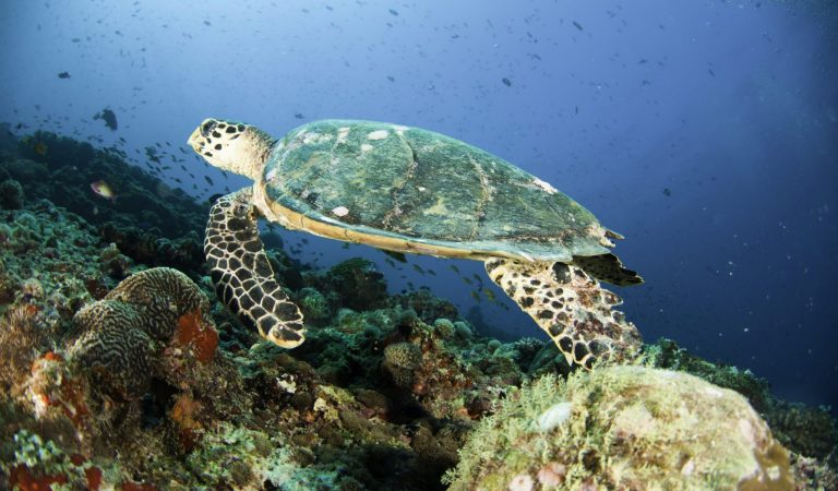 Machchafushi Island Resort’s House Reef Recognized Among Asia Pacific’s Best Diving Experiences