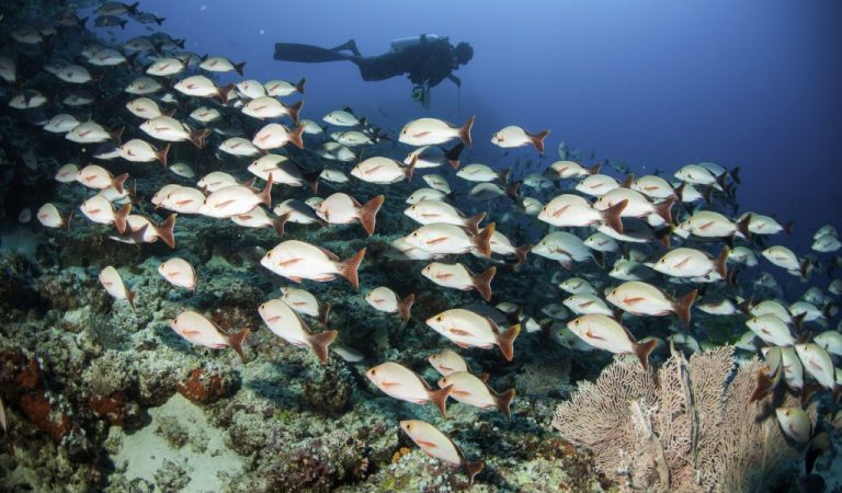Machchafushi Resort & Spa Offers Authentic Ocean Escape in South Ari Atoll