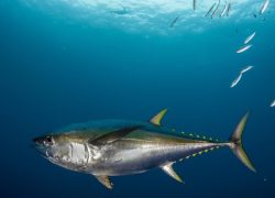 Maldives Earns Country-Specific Global Recognition for Sustainable Tuna Fisheries