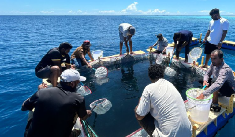 Maldives Expands Mariculture Investment and Skills Development to Strengthen Blue Economy