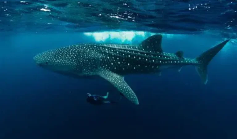 Maldives Tightens SAMPA Regulations to Protect Whale Shark Tourism and Enhance Guest Safety