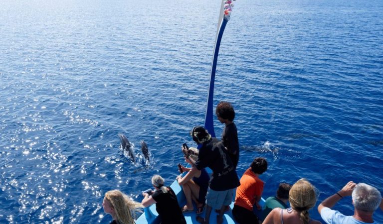 Mesmerizing Dolphin Cruises at Canareef Resort Offer Unforgettable Encounters in Southern Maldives
