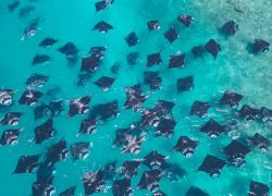 Royal Island Crowned Best Dive Resort at TTM Awards 2026, Showcasing Maldives’ World-Class Marine Tourism