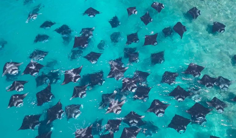 Royal Island Crowned Best Dive Resort at TTM Awards 2026, Showcasing Maldives’ World-Class Marine Tourism