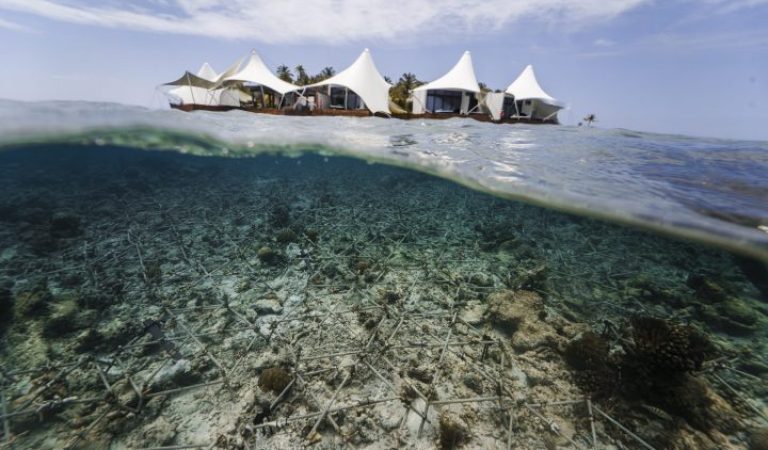 Sea of Stars Shines at W Maldives as Guests Help Rebuild a Living Reef