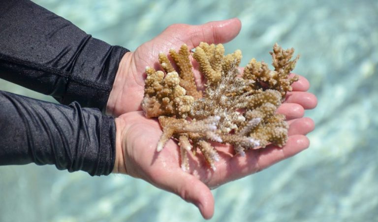 Sheraton Maldives Full Moon Resort & Spa Celebrates Six Years of Coral Reef Restoration Partnership with Reefscapers