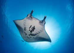 Six Senses Laamu Brings Back Laamafaru Festival to Unite Communities Around Ocean Conservation