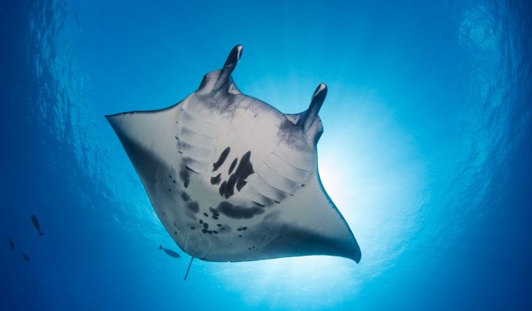 Six Senses Laamu Brings Back Laamafaru Festival to Unite Communities Around Ocean Conservation