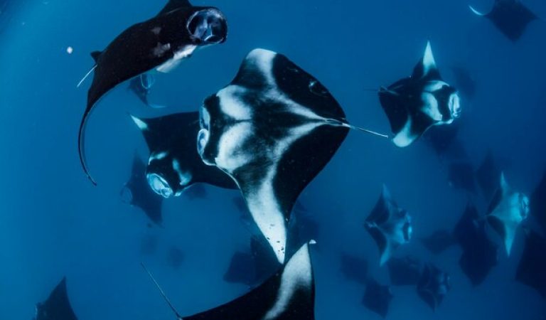 Spectacular Manta Encounters Await in Baa Atoll’s Hanifaru Bay
