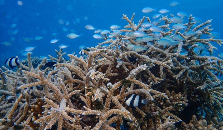St. Regis Maldives Vommuli Resort Reaches 300 Coral Frames in Expanding Reef Restoration Programme
