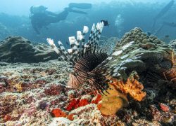 Sun Siyam Iru Fushi Showcases Refined Eco-Conscious Luxury Through Nature, Culture and Marine Conservation