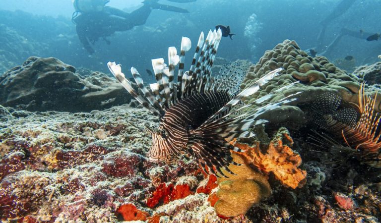 Sun Siyam Iru Fushi Showcases Refined Eco-Conscious Luxury Through Nature, Culture and Marine Conservation