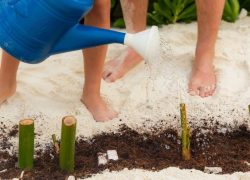 Sun Siyam Iru Veli Marks Earth Day 2026 with Beachside Tree Planting and Ongoing Sustainability Efforts