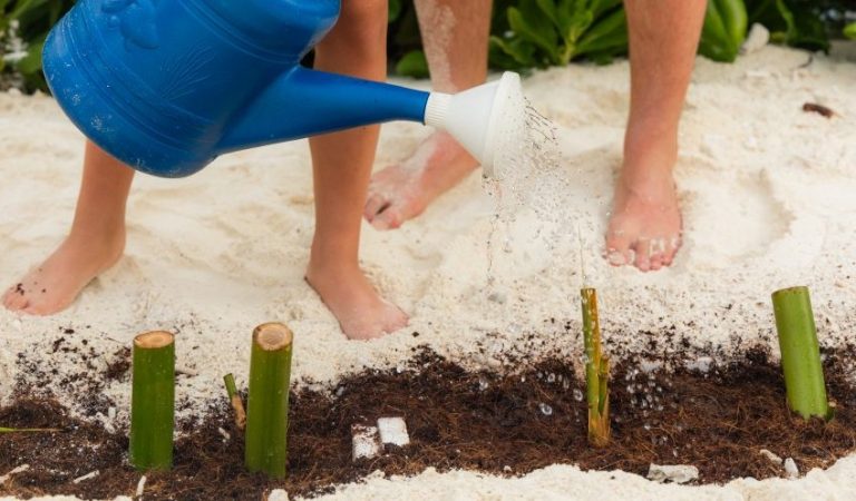 Sun Siyam Iru Veli Marks Earth Day 2026 with Beachside Tree Planting and Ongoing Sustainability Efforts