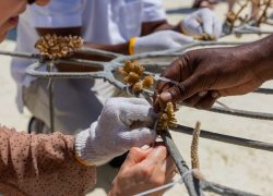 Sun Siyam Olhuveli Marks Earth Day with Guest-Centred Coral Restoration Experience