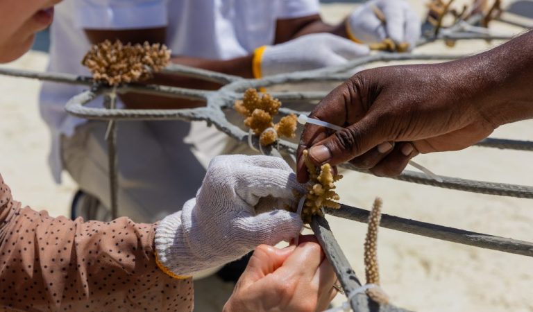 Sun Siyam Olhuveli Marks Earth Day with Guest-Centred Coral Restoration Experience