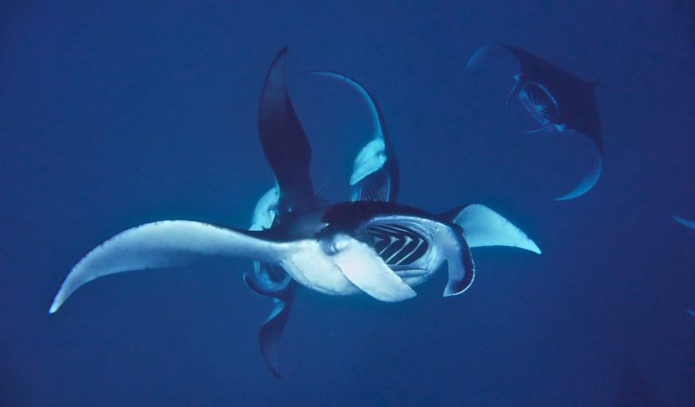 Swim with the Mantas and Soak in Luxury Milaidhoo’s “Endless Summer” Offer for 2025 2